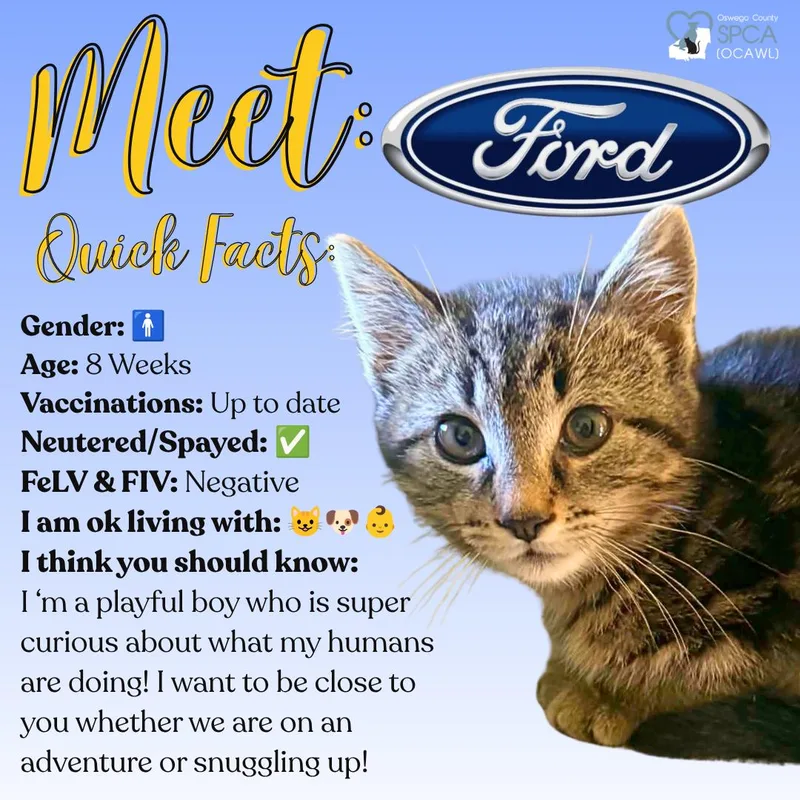 A young medium-sized male Domestic Short Hair cat named Ford for adoption in Fulton, NY