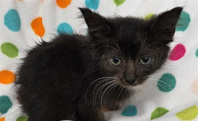 A baby small-sized male Domestic Short Hair cat named Buccaneer for adoption in Rosenberg, TX