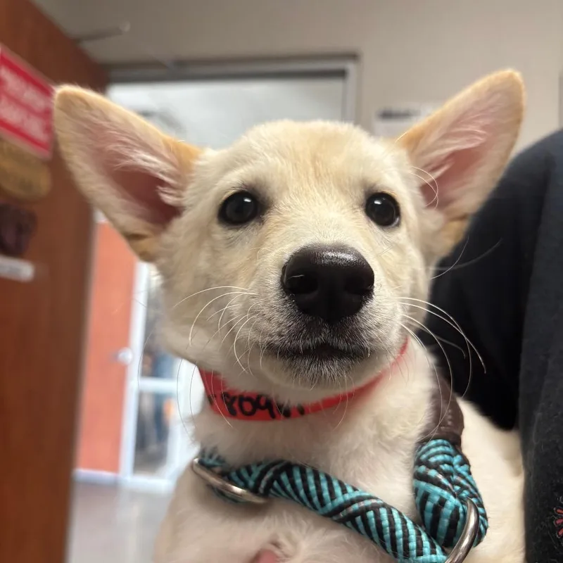 A baby small-sized female White / Cream Shepherd dog named Arrozita for adoption in Yuma, AZ