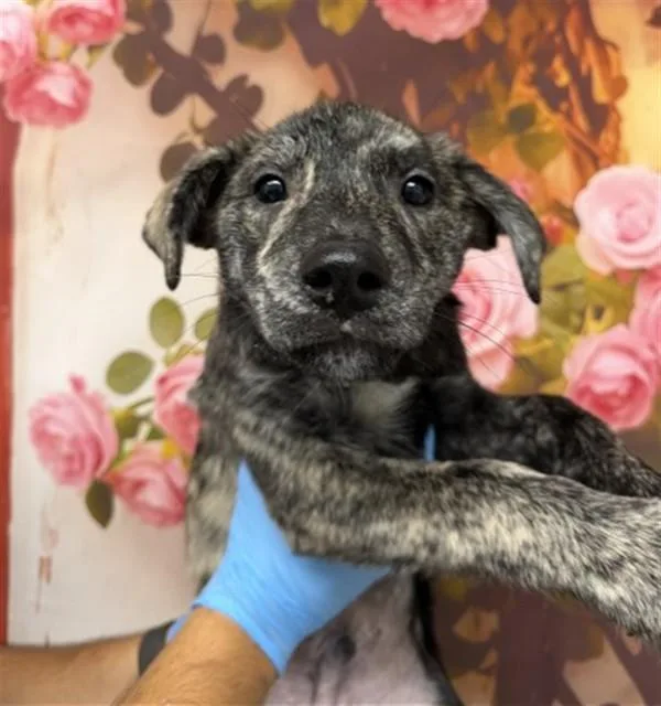 A baby small-sized male Pit Bull Terrier dog named Ollie for adoption in San Bernardino, CA