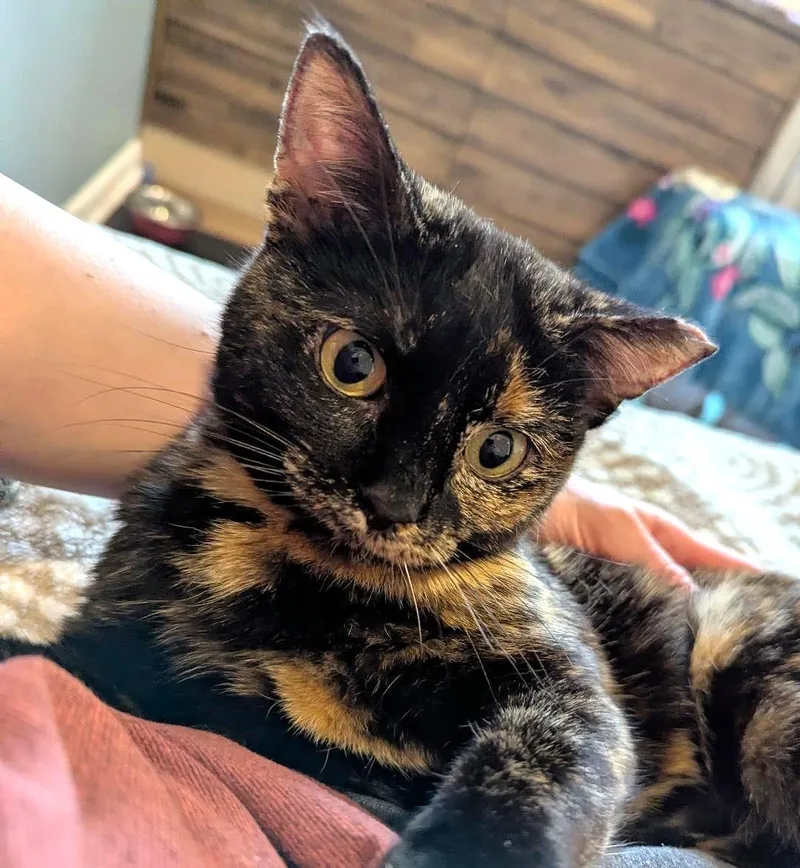 A baby medium-sized female Tortoiseshell Tortoiseshell cat named Pandora for adoption in Lombard, IL