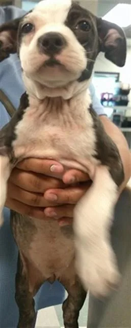 A baby small-sized female Pit Bull Terrier dog named A for adoption in Oklahoma City, OK