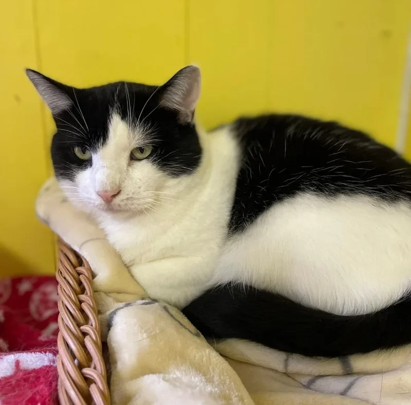 An adult medium-sized male Domestic Short Hair cat named Draco for adoption in Ogden, UT