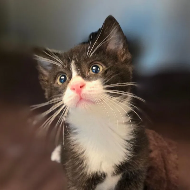 A baby small-sized male Black Domestic Short Hair cat named Phantom for adoption in Buellton, CA