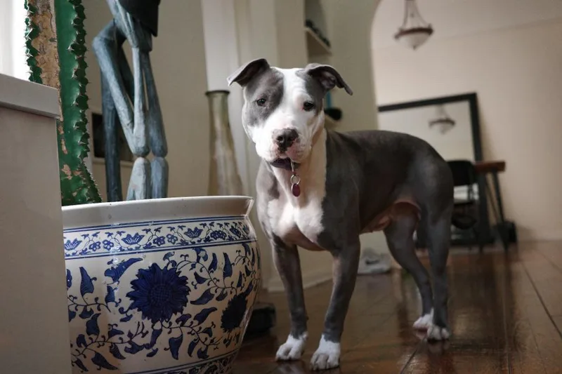 An adult medium-sized female Gray / Blue / Silver Pit Bull Terrier dog named Coraline for adoption in West Hollywood, CA