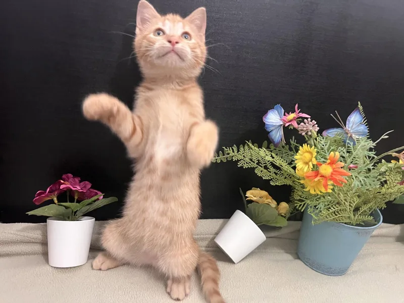 Catarine thumbnail 3