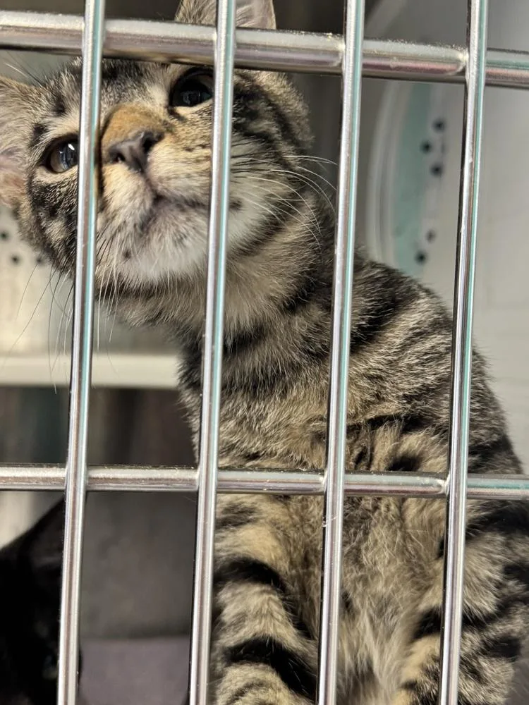 A baby small-sized male Domestic Short Hair cat named Friday MD for adoption in Fort Walton Beach, FL