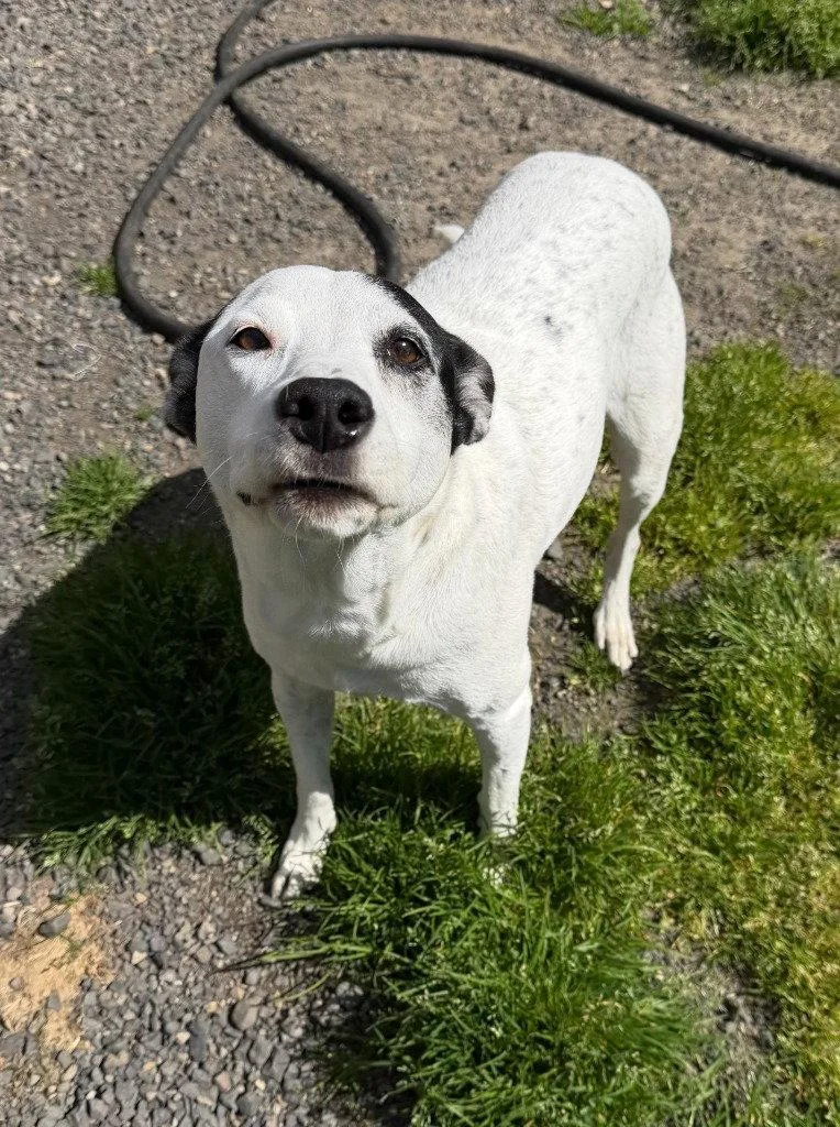 Stella