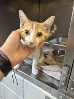 An adult medium-sized male Tabby (Orange / Red) Domestic Short Hair cat named Milo for adoption in Providence Forge, VA