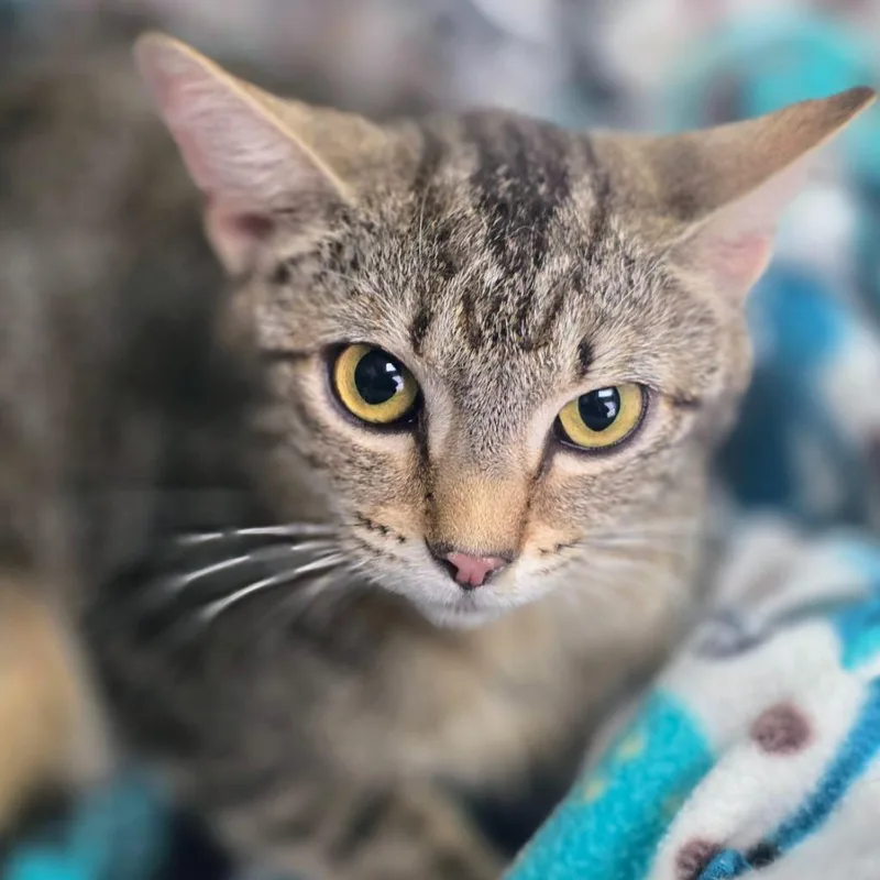 An adult small-sized female Domestic Short Hair cat named Nutmeg for adoption in New Manchester, WV