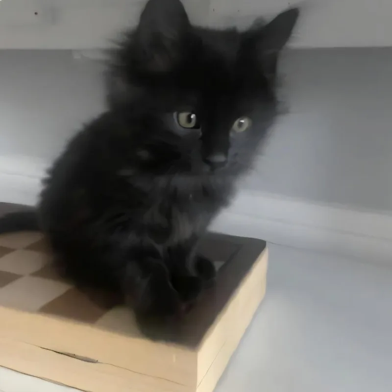 A baby small-sized male Black Domestic Long Hair cat named Lupin for adoption in Layton, UT