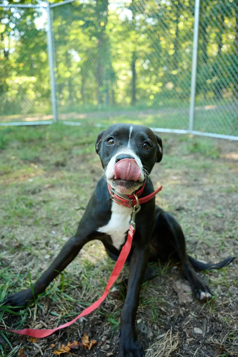 A young medium-sized female Terrier dog named Pepper for adoption in Floyd, VA