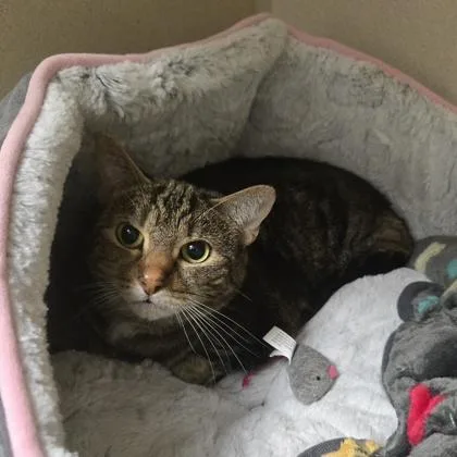 A senior medium-sized female Domestic Short Hair cat named Misty for adoption in East Brookfield, MA