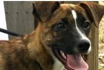 A baby medium-sized female Mixed Breed dog named Becky for adoption in West Chester, PA
