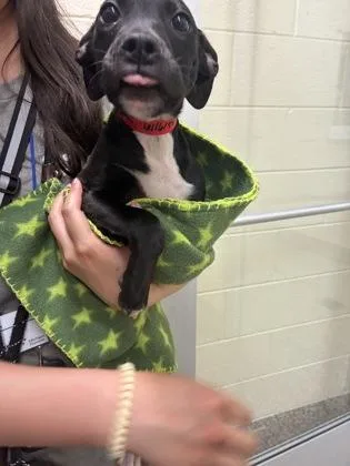 Vera