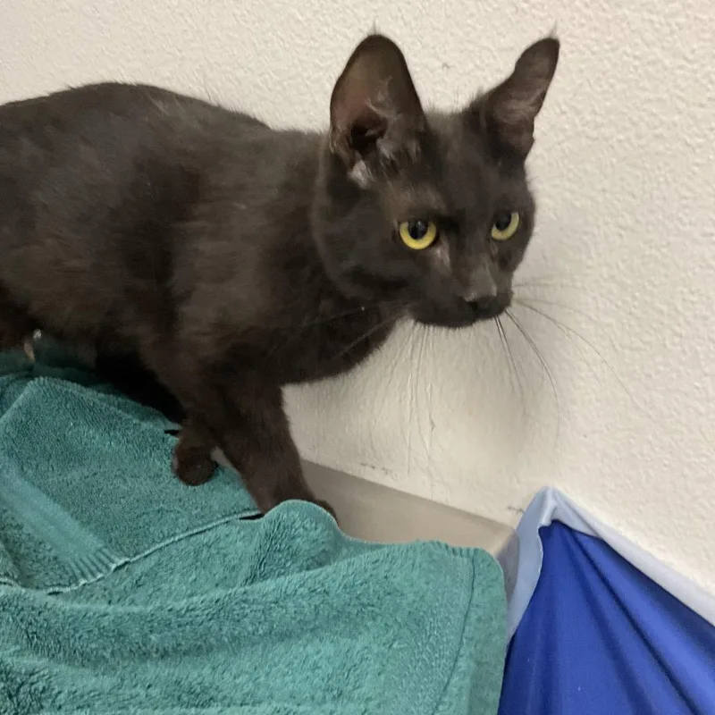 An adult medium-sized female Black Domestic Short Hair cat named Haccstray for adoption in Henderson, NV