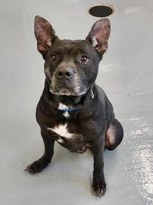 An adult large-sized male American Staffordshire Terrier dog named Logan  Ac for adoption in Greeneville, TN