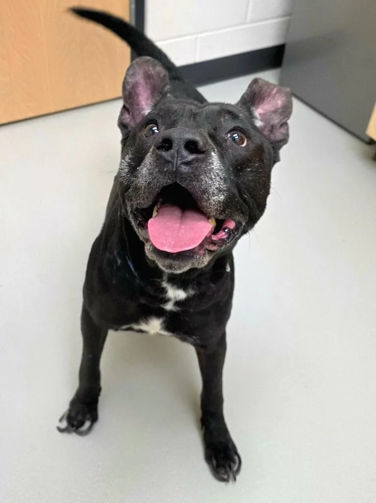 Logan  Ac thumbnail 2