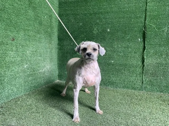 An adult small-sized female Havanese dog named Gabby for adoption in Lancaster, CA