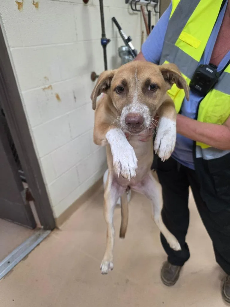 A baby large-sized female Shepherd dog named Jill for adoption in Nacogdoches, TX