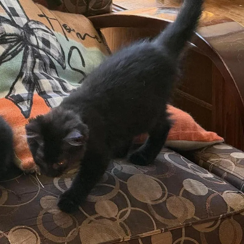 A baby small-sized female Black Domestic Short Hair cat named Twilight for adoption in Ferndale, WA