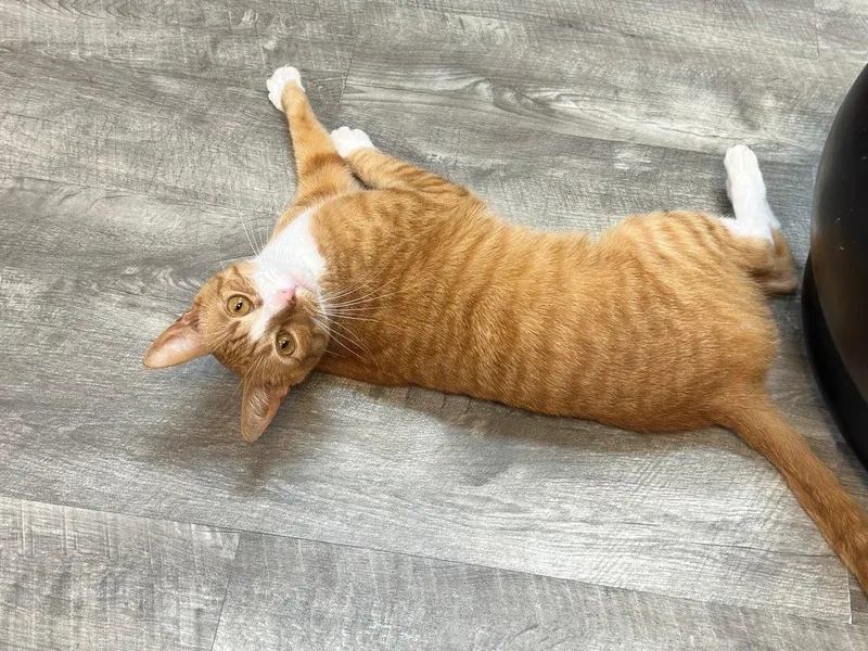 An adult small-sized male Orange & White Domestic Short Hair cat named Jinx @ Fat Cat for adoption in Tallahassee, FL