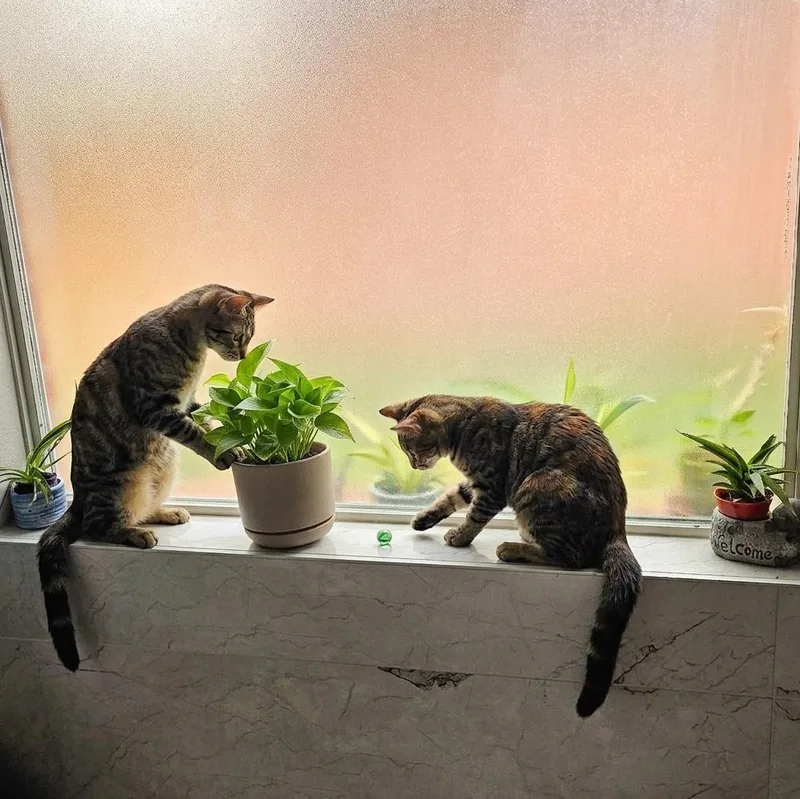 The Twins