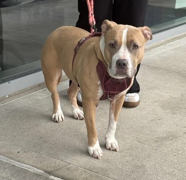 An adult medium-sized female Mixed Breed dog named Hera for adoption in Ridgewood, NY