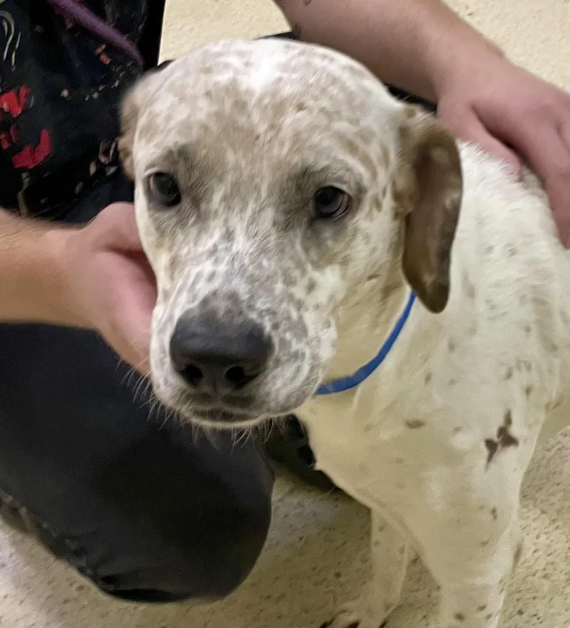 A young large-sized female Australian Cattle Dog / Blue Heeler dog named Ava for adoption in Muncie, IN