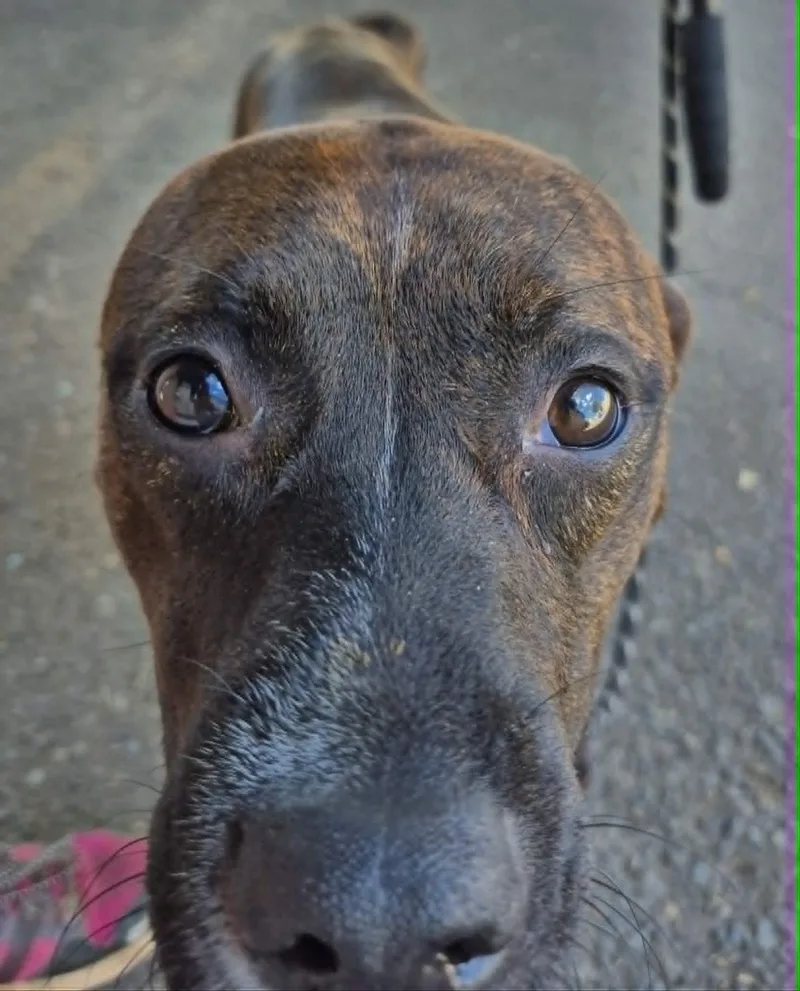 A young medium-sized female Brindle Pit Bull Terrier dog named Sissy for adoption in Grants Pass, OR