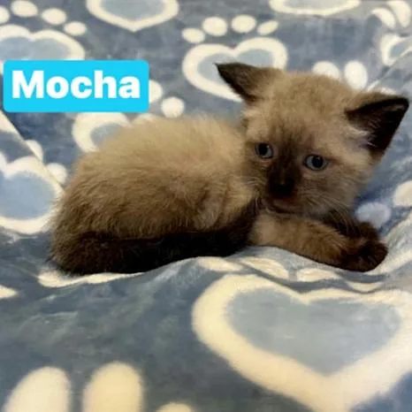 Mocha