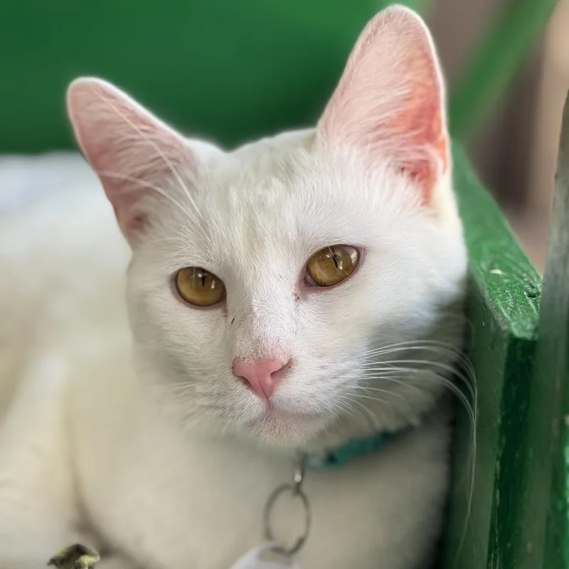 A young small-sized male White Domestic Short Hair cat named Milktank for adoption in Tucson, AZ