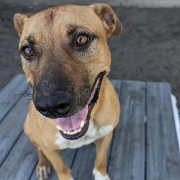 An adult large-sized male Yellow / Tan / Blond / Fawn Black Mouth Cur dog named Titan for adoption in Ocala, FL