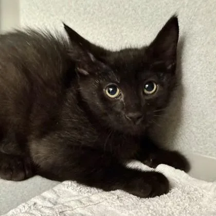 A baby medium-sized male Black Domestic Short Hair cat named Johnny for adoption in Red Bluff, CA