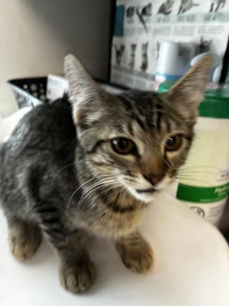 A baby small-sized female Domestic Short Hair cat named Solpan for adoption in Salt Lake City, UT