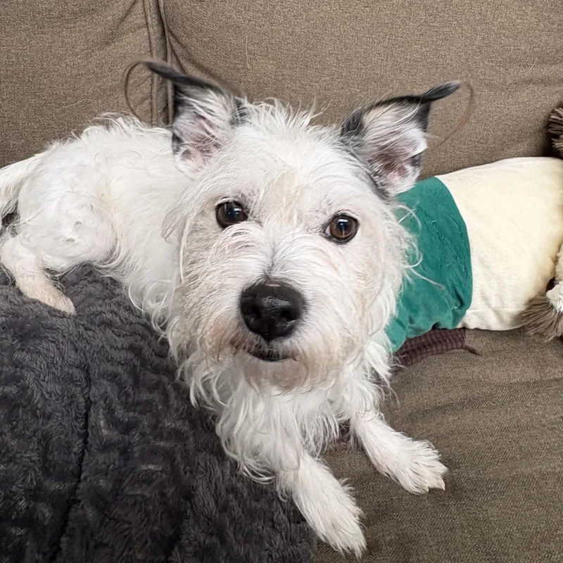 Sprocket thumbnail 2