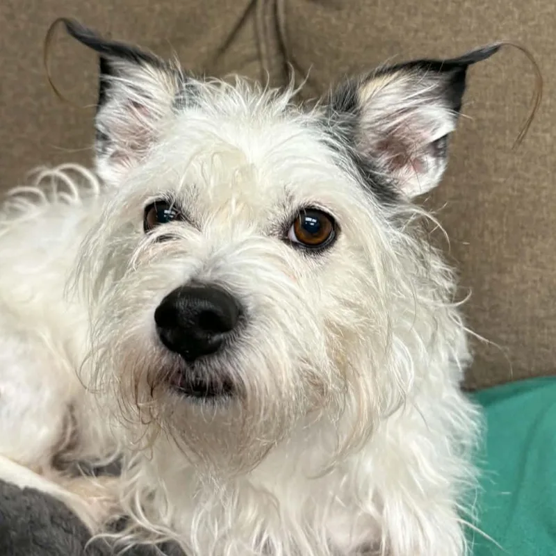 Sprocket thumbnail 4