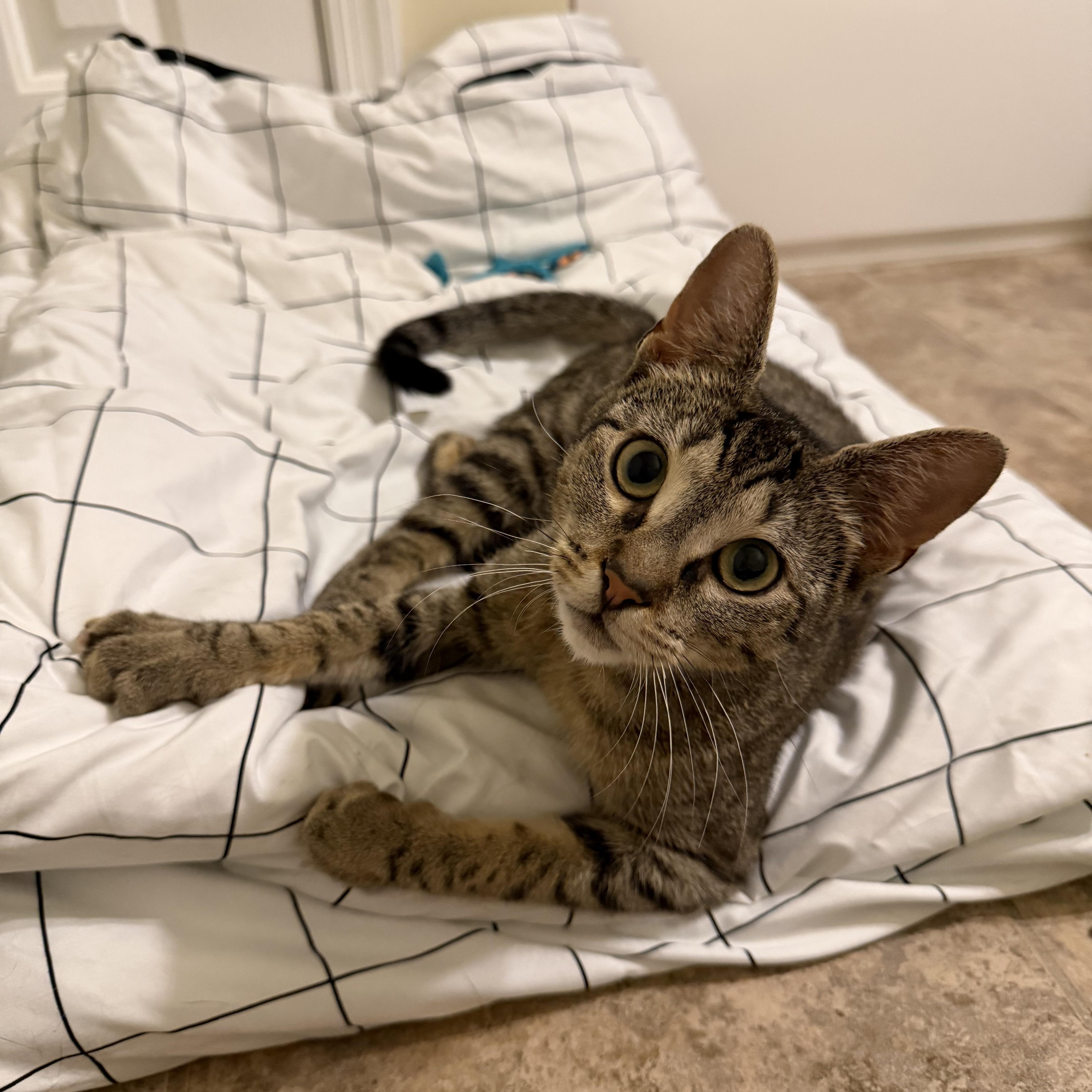 A baby medium-sized female Tabby (Brown / Chocolate) Domestic Short Hair cat named Minnie May for adoption in Philadelphia, PA
