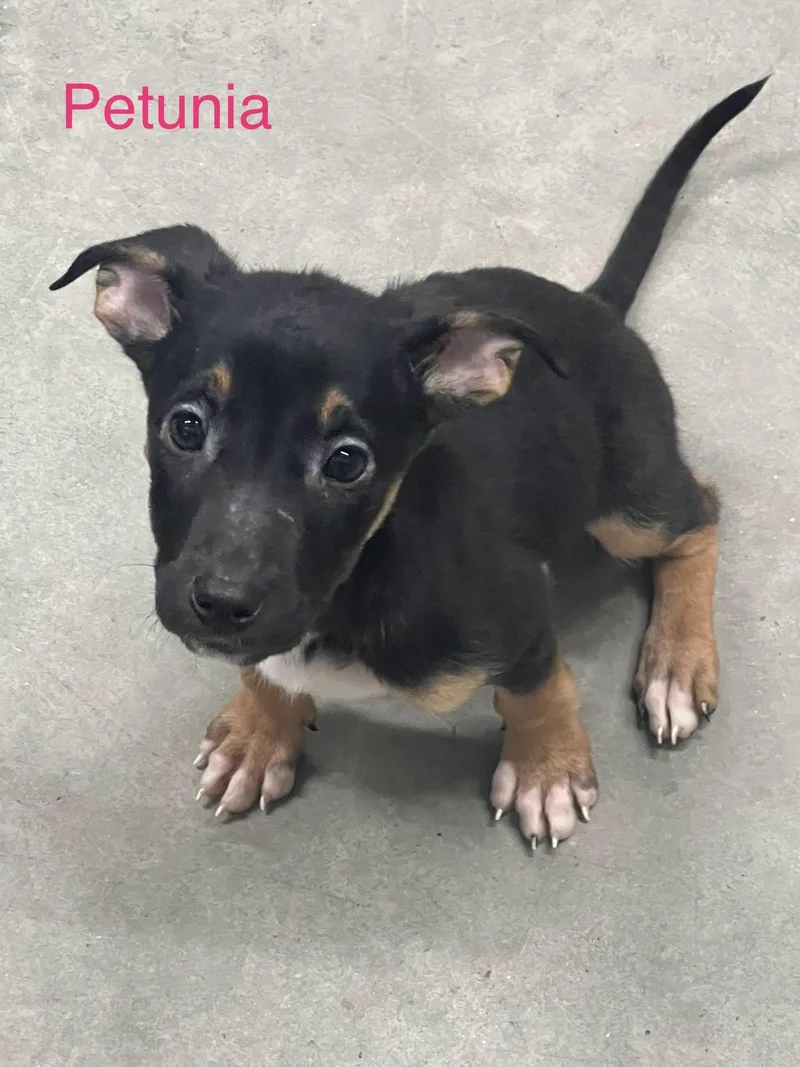A baby large-sized female Black German Shepherd Dog dog named Petunia for adoption in Davisburg, MI