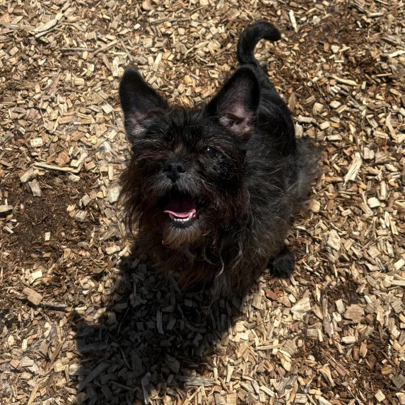 An adult small-sized female Black Mixed Breed dog named Princess for adoption in Wappingers Falls, NY