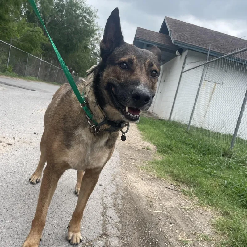 An adult medium-sized male Brown / Chocolate Belgian Shepherd / Malinois dog named Vince for adoption in Edinburg, TX
