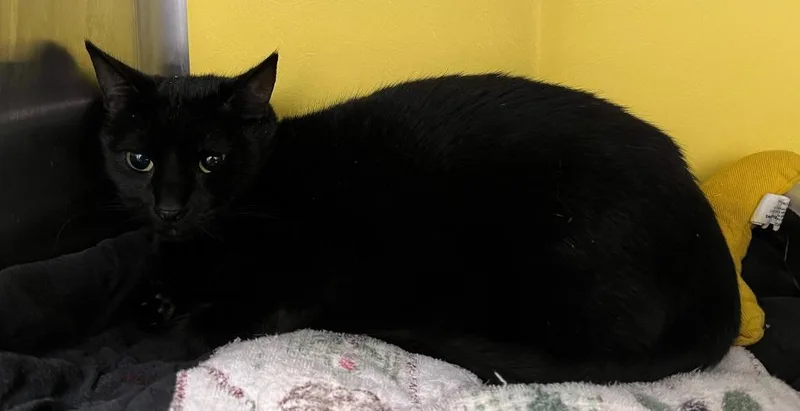 An adult medium-sized female Domestic Short Hair cat named Itty Bitty for adoption in Richland Hills, TX