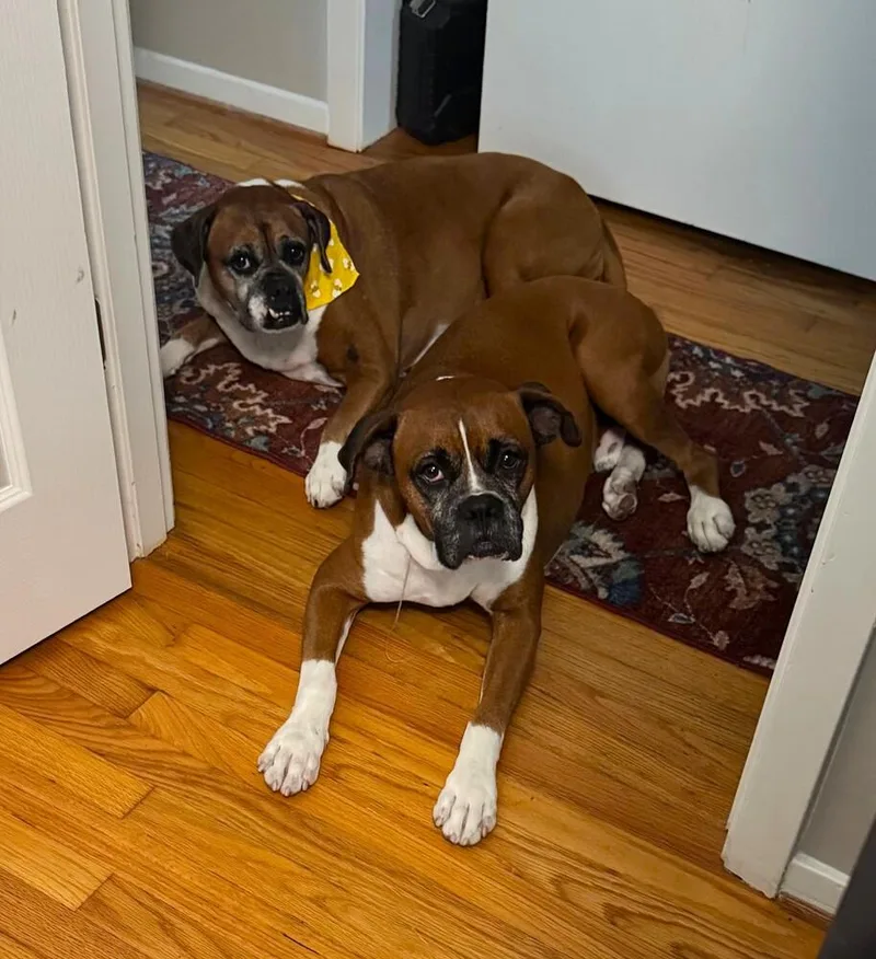A senior medium-sized male Boxer dog named Tyson XV for adoption in Hewitt, TX