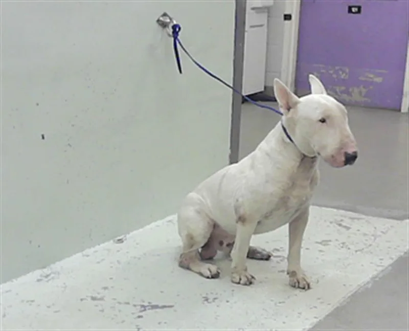 An adult medium-sized male Bull Terrier dog named King for adoption in Houston, TX