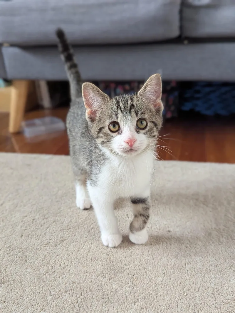 A baby medium-sized male Domestic Short Hair cat named Percy for adoption in Morehead, KY