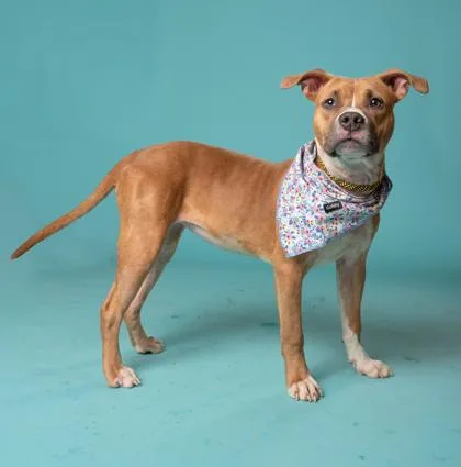 A young small-sized female Pit Bull Terrier dog named Jenka for adoption in Atlanta, GA