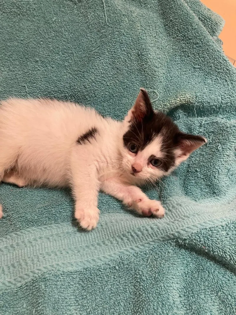 A baby medium-sized male Gray & White Domestic Short Hair cat named Caterpillar for adoption in Delmar, NY