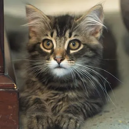 A baby medium-sized male Brown / Chocolate Maine Coon cat named Mason INQUISITIVE PURR MACHINE for adoption in Bethel, CT