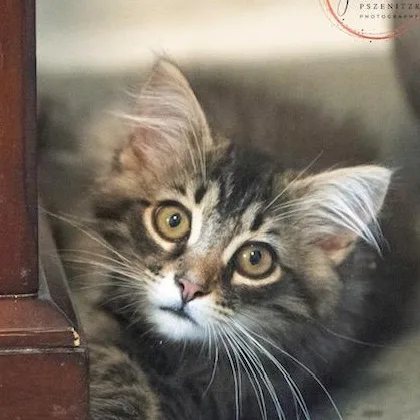 Mason INQUISITIVE PURR MACHINE thumbnail 2