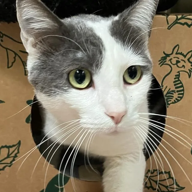 An adult large-sized male Domestic Short Hair cat named Tarjay for adoption in Alameda, CA